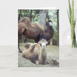 Tarjeta Jingle Baba y Purnimama