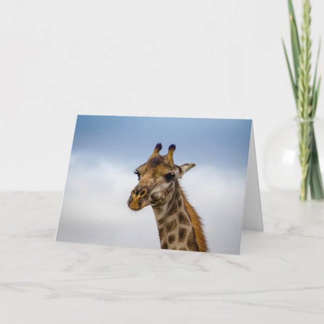 Tarjeta Jirafa de Suráfrica (Anverso)