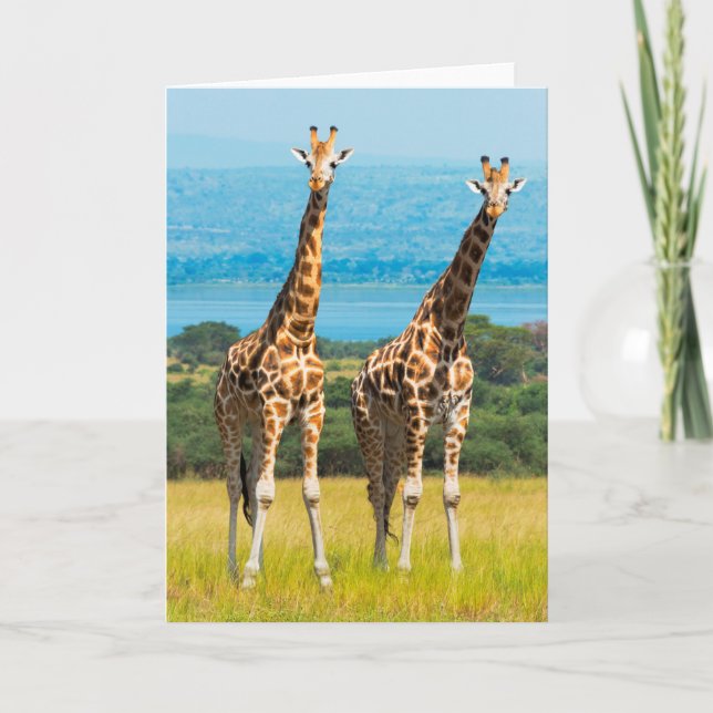 Tarjeta jirafas en la sabana, Uganda (Anverso)