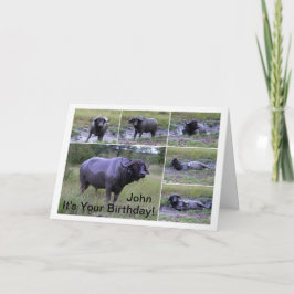 Tarjeta John Happy Birthday Cape Buffalo Mud Bath