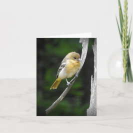 Tarjeta Joven Baltimore Oriol en blanco dentro