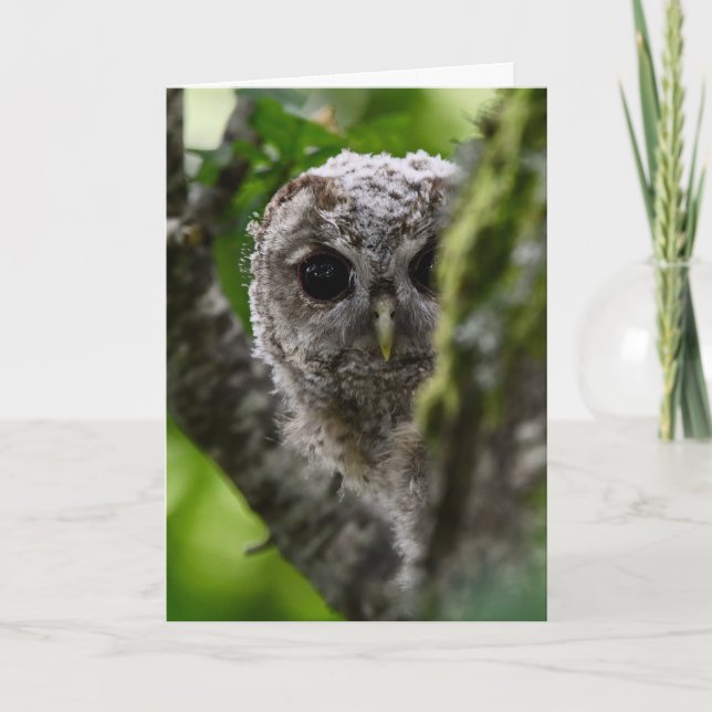 Tarjeta Joven búho tawny (Anverso)