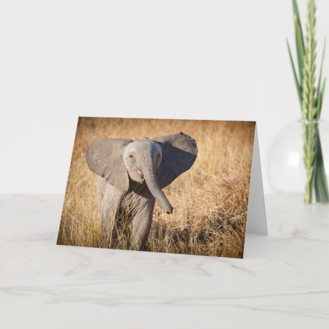 Tarjeta Joven elefante Bush (Anverso)