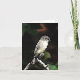 Tarjeta Joven Phoebe en blanco