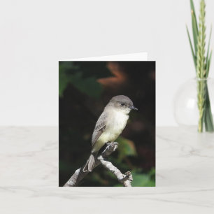 Tarjeta Joven Phoebe en blanco