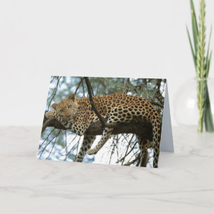 Tarjeta Juego de grandes gatos - 7