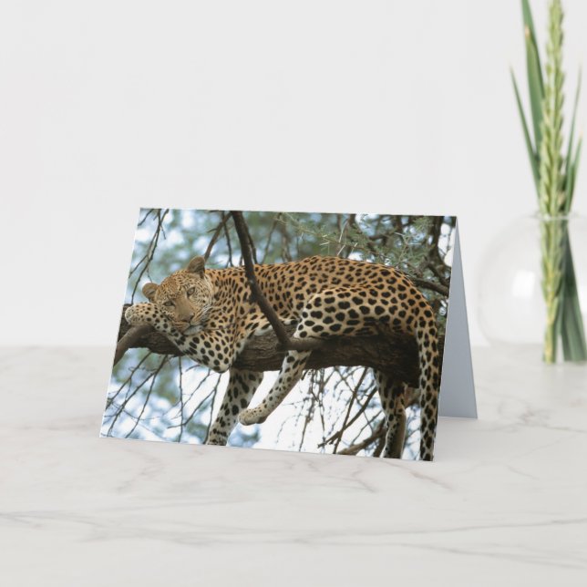 Tarjeta Juego de grandes gatos - 7 (Anverso)