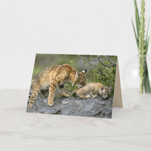 Tarjeta Juego de grandes gatos - 9