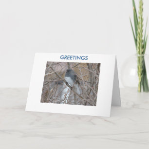 Tarjeta Junco Blackeyed, SALUDOS, pensando en usted