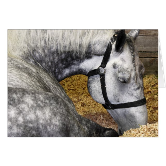 Tarjeta justa del caballo 5x7 de Puyallup (Anverso (Horizontal))