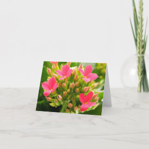 Tarjeta Kalanchoe blossfeldiana