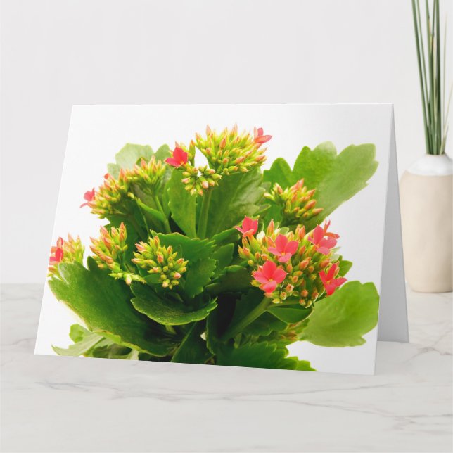 Tarjeta Kalanchoe blossfeldiana (Anverso)