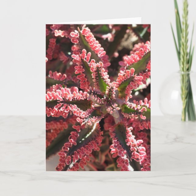 Tarjeta Kalanchoe 'Butterfly Wings' notecard (Anverso)