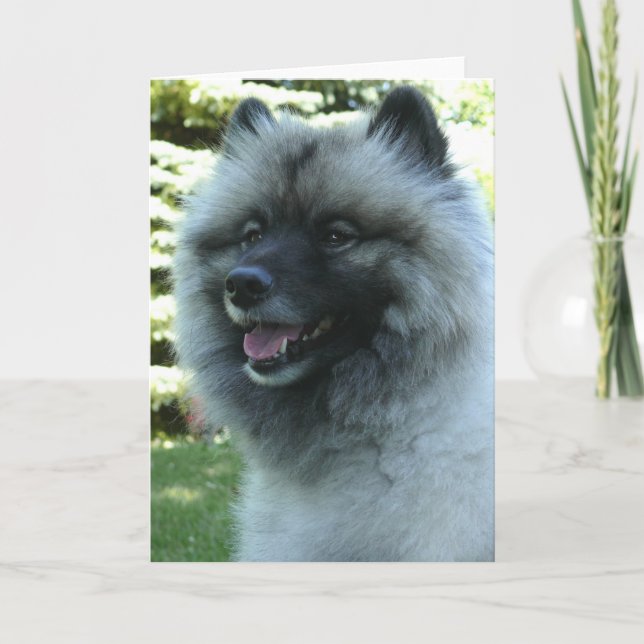 Tarjeta Keeshound (Anverso)