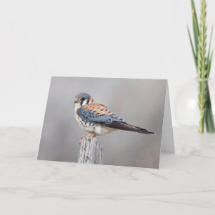 Tarjeta Kestrel americano