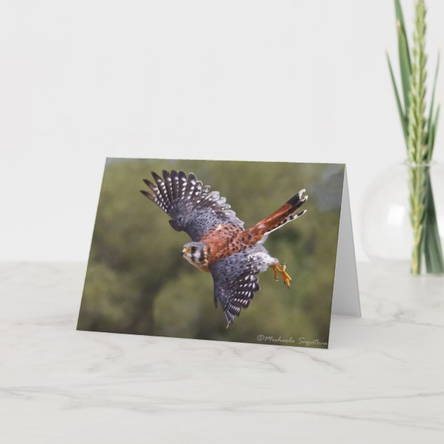 Tarjeta Kestrel americano (Anverso)