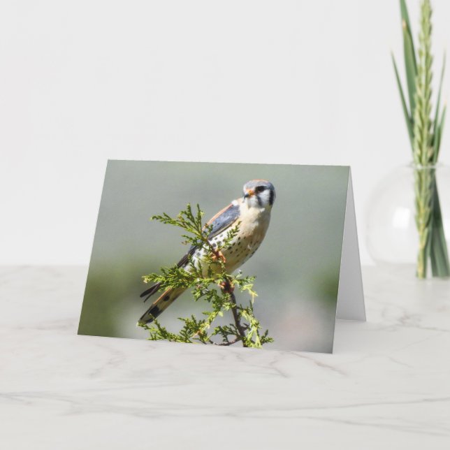 Tarjeta Kestrel Notecard (Anverso)