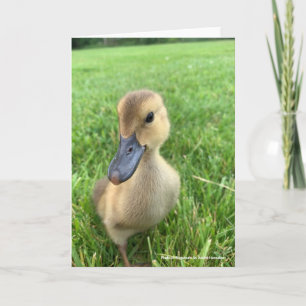 Tarjeta Khaki Appleyard Duckling