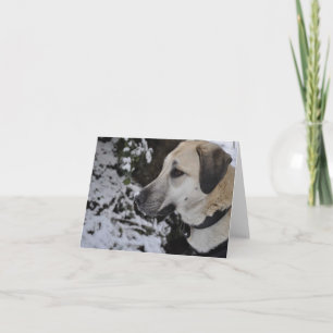 Tarjeta Kilo Notecard del perro del rescate de Nowzad