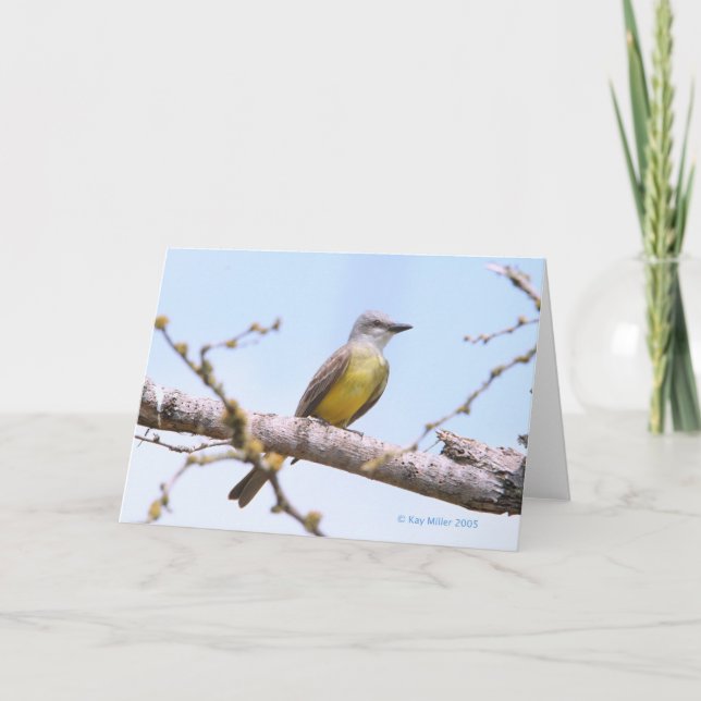 Tarjeta Kingbitrd-1-05 tropical (Anverso)