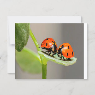Tarjeta Kissing Ladybugs