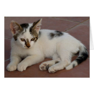 Tarjeta Kitten