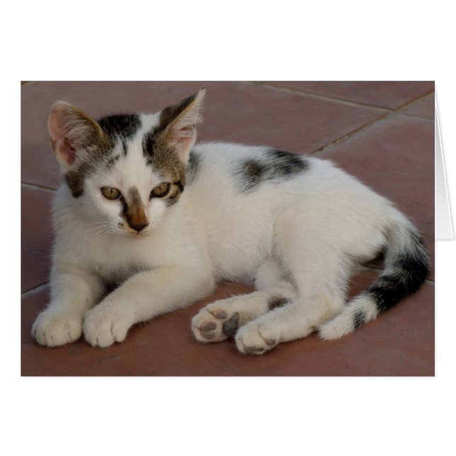 Tarjeta Kitten (Anverso (Horizontal))