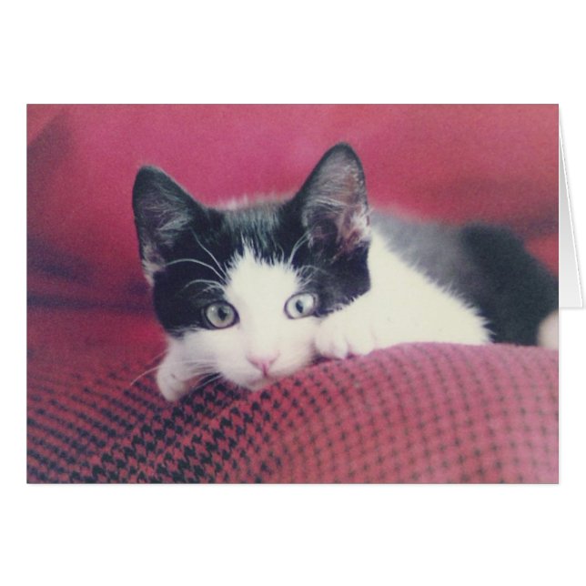 Tarjeta Kitten (Anverso (Horizontal))