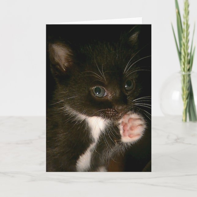 Tarjeta Kitten (Anverso)