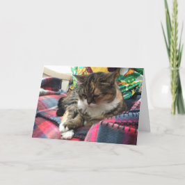 Tarjeta kitten get well card #2