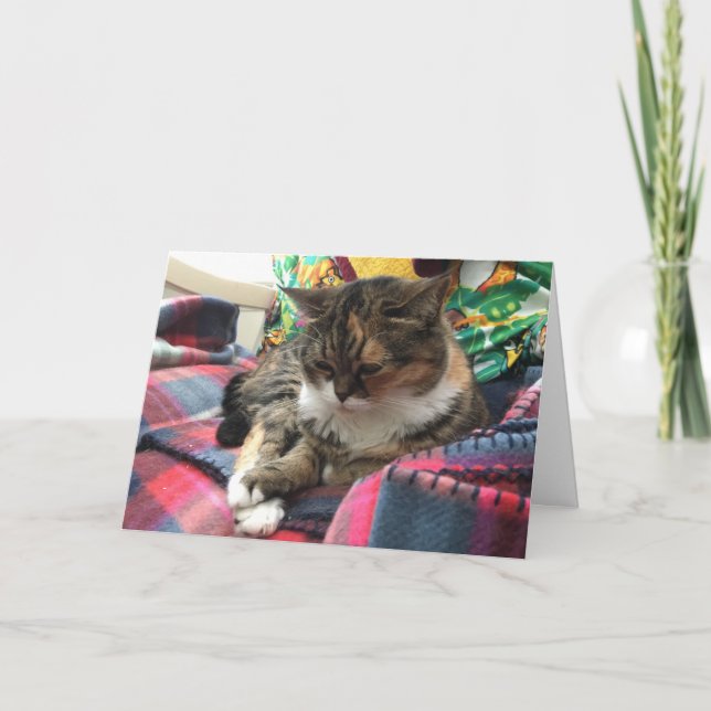 Tarjeta kitten get well card #2 (Anverso)