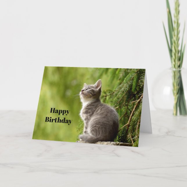 Tarjeta Kitten Gris Cute Busca Foto Cumpleaños (Anverso)