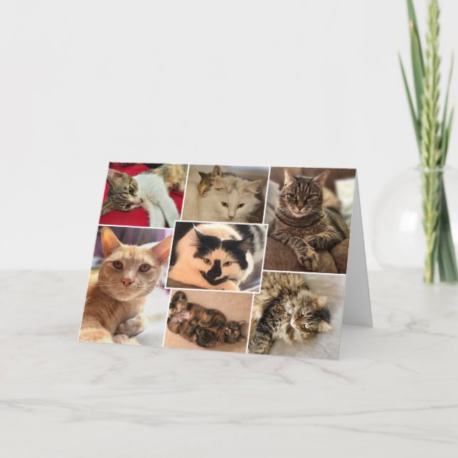 Tarjeta Kitties del condado de Johnston (Anverso)