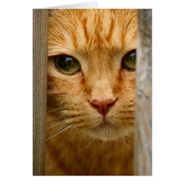 Tarjeta Kitty (Frente)