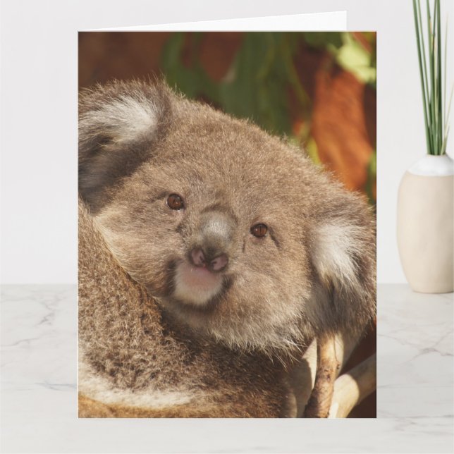 Tarjeta Koala (Anverso)
