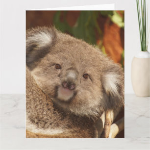 Tarjeta Koala