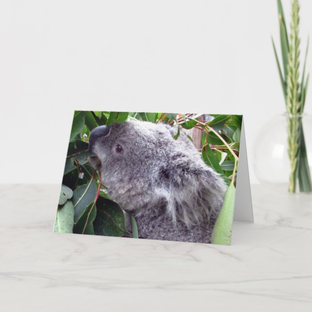 Tarjeta koala come (Anverso)