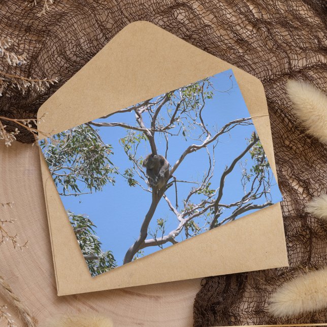 Tarjeta Koala Nap (Subido por el creador)