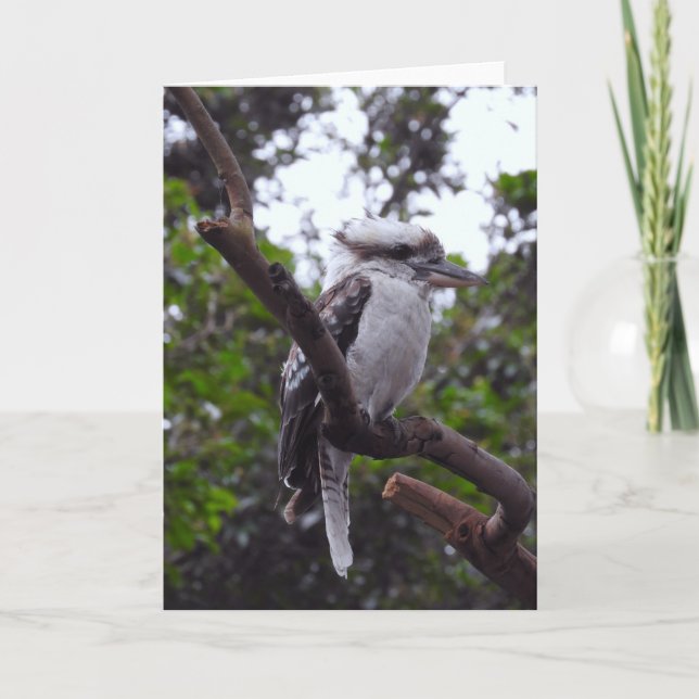 Tarjeta Kookaburra (Anverso)