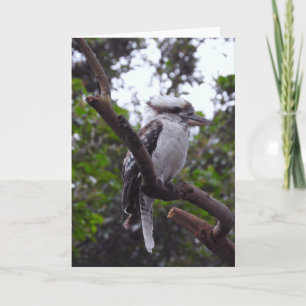 Tarjeta Kookaburra