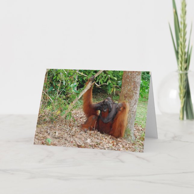 Tarjeta Kusasi, rey famoso del orangután en el campo (Anverso)