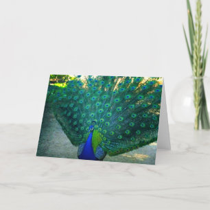Tarjeta La belleza de un pavo real