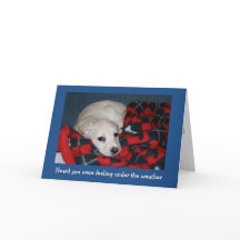 La cachorro se pone bien