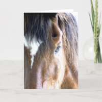 La Cara Del Caballo Del Alma Fotografía De Primer 
