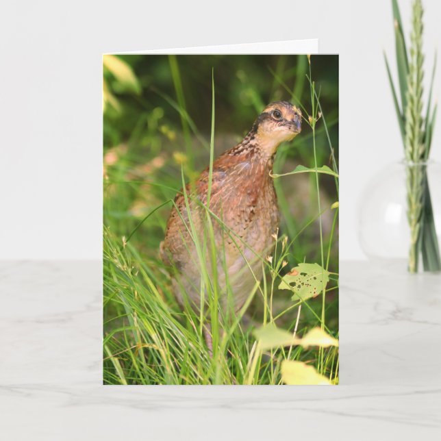 Tarjeta La codorniz silenciosa se asoma desde el pincel (Anverso)