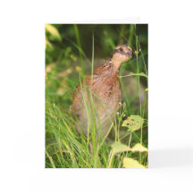 La codorniz silenciosa se asoma desde el pincel