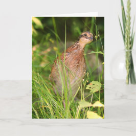 Tarjeta La codorniz silenciosa se asoma desde el pincel