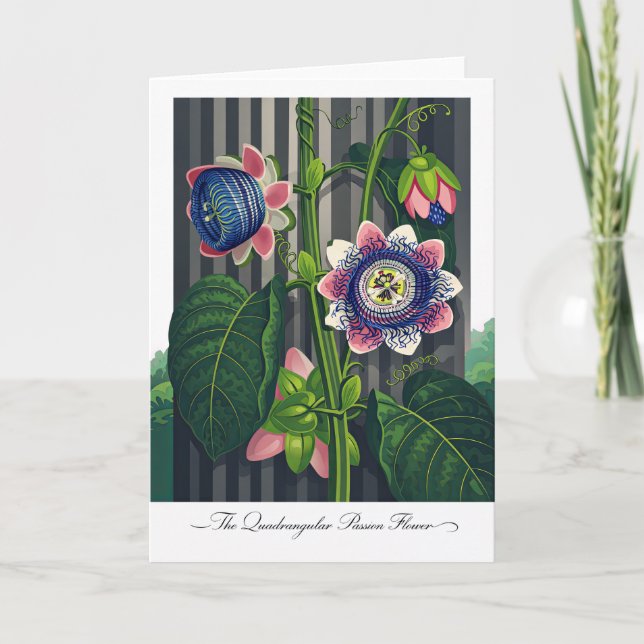 Tarjeta La Flor de la Pasión Cuadrangular Botánica Moderna (Anverso)