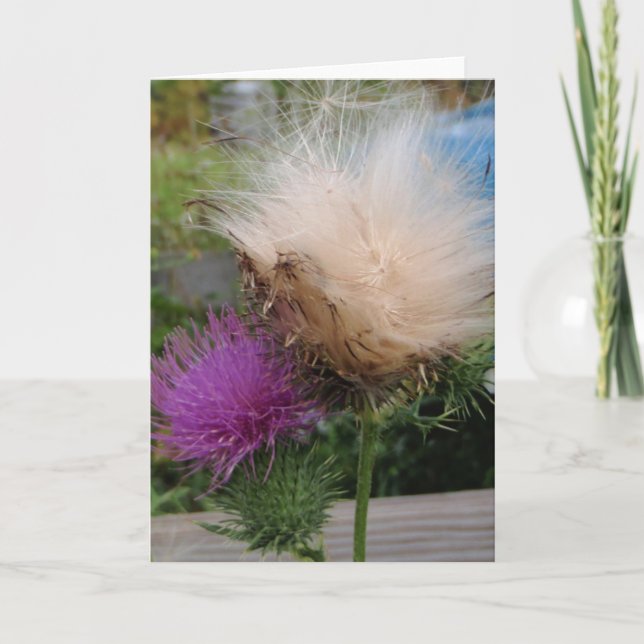 Tarjeta La flor del cardo y abajo carda (Anverso)