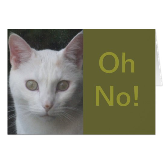 Tarjeta La foto blanca del gato chistosa consigue la